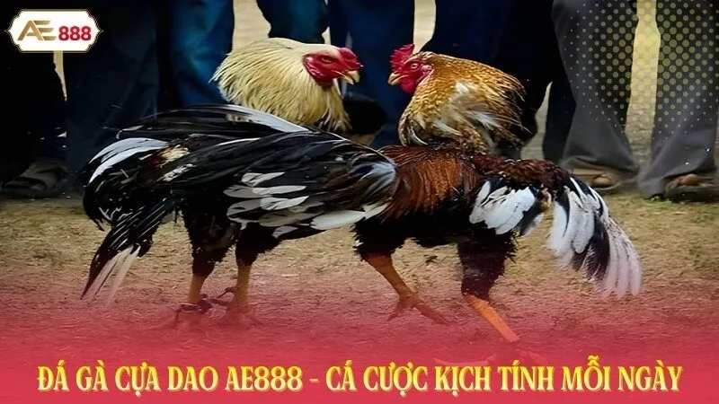 Đá Gà Cựa Dao AE888 - Cá Cược Kịch Tính Mỗi Ngày