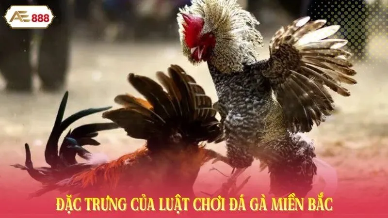 Đặc trưng của luật chơi đá gà miền Bắc