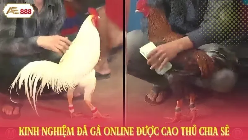 Kinh nghiệm đá gà online được cao thủ chia sẻ