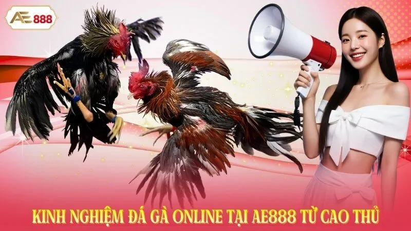Kinh Nghiệm Đá Gà Online Tại AE888 Từ Cao Thủ